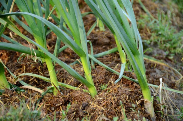 White Rot Garlic Disease